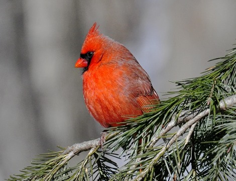 Cardinal - euroharmonia